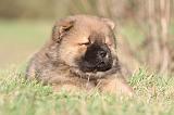 CHOW CHOW 228